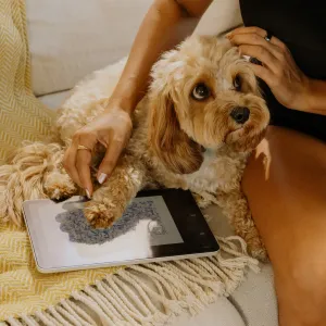 Paperlike-skärmskydd på en iPad bredvid en lockhårig hund på en soffa, med händer som klappar hunden